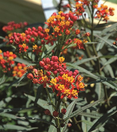 Milkweed Silky Deep Red